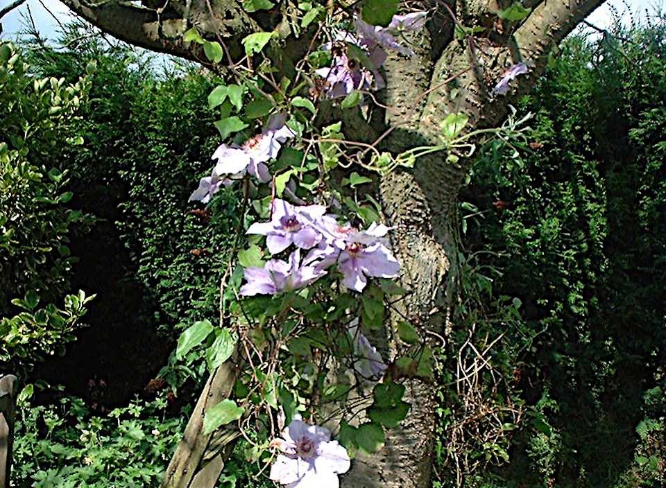 Benenden garden