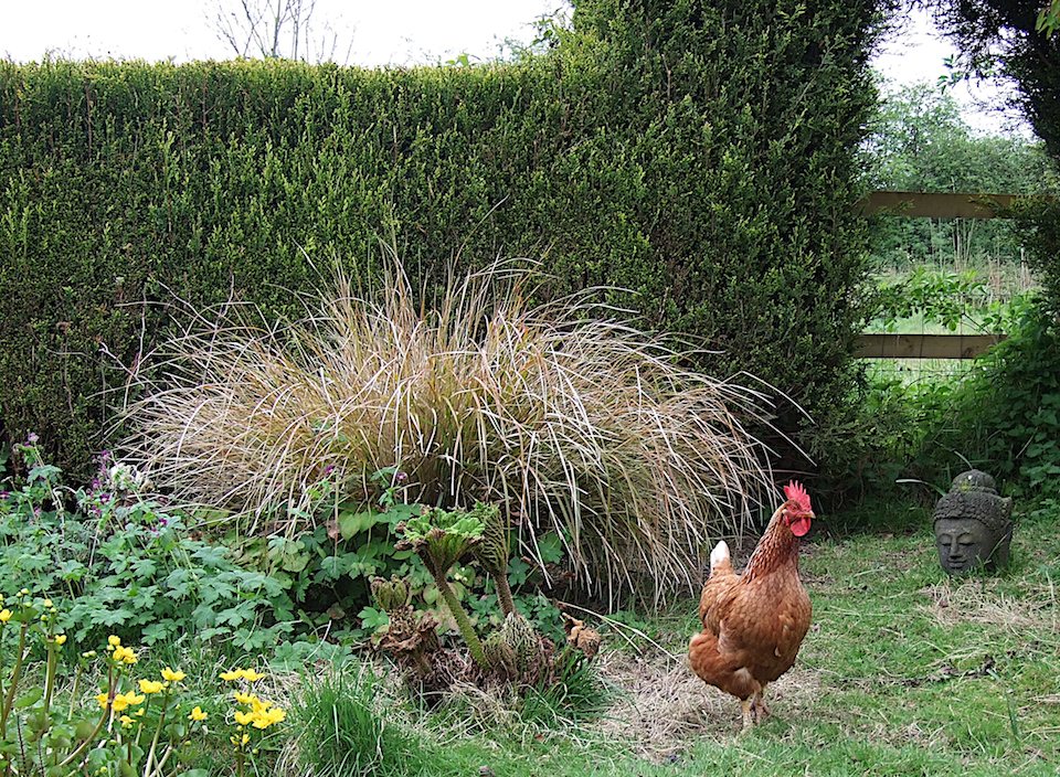 Benenden garden