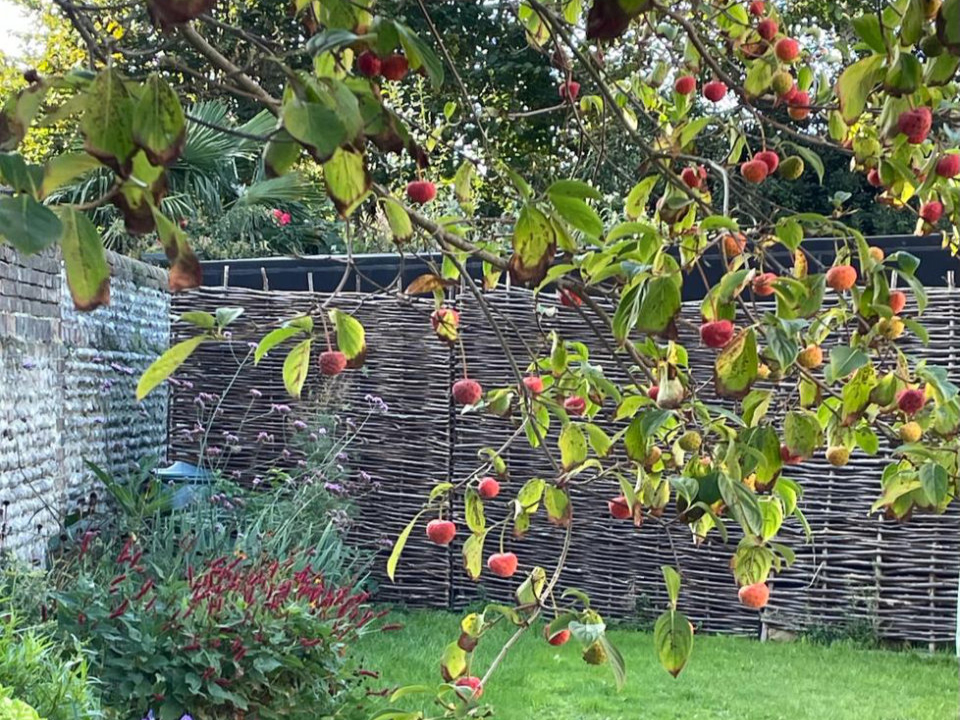 Bexhill town garden Japanese Dogwood.