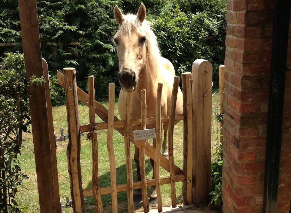 Brockenhurst garden visitor!