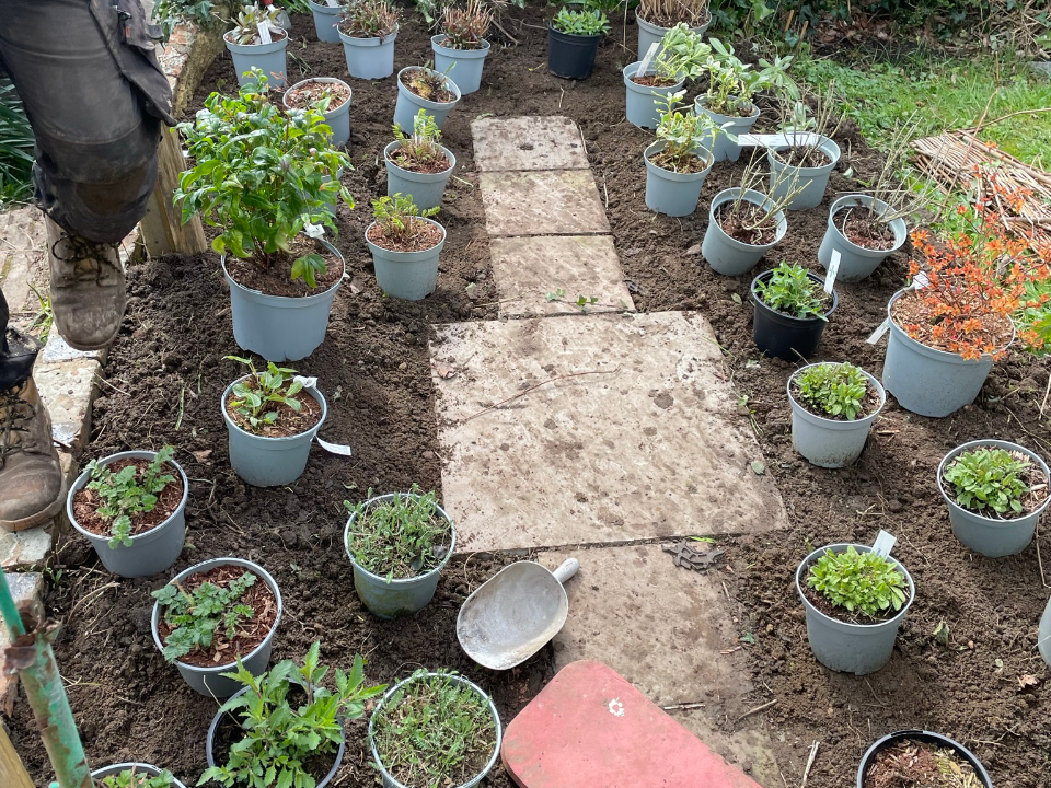 Elsie cottage setting out plants