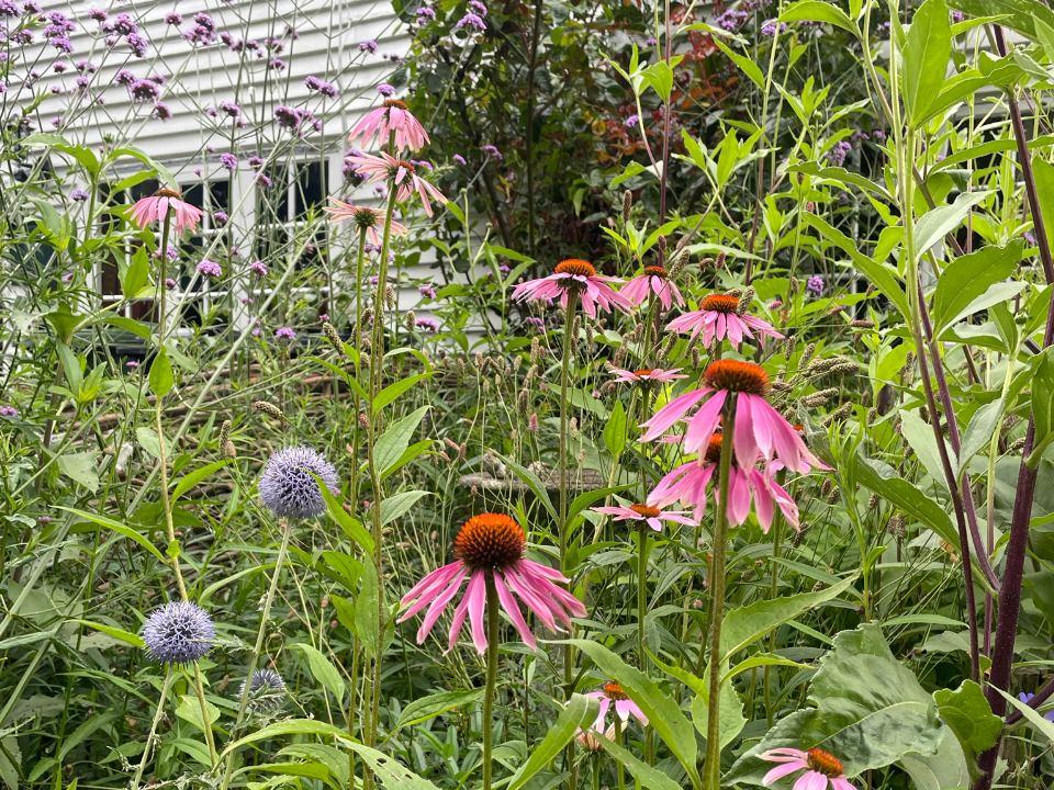 Elsie cottage Echinacea, Echinops & Verbena
