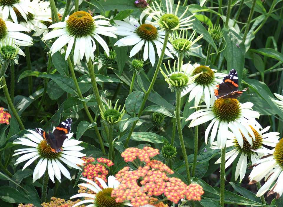 Chris O'Donoghues Romney Marsh Garden