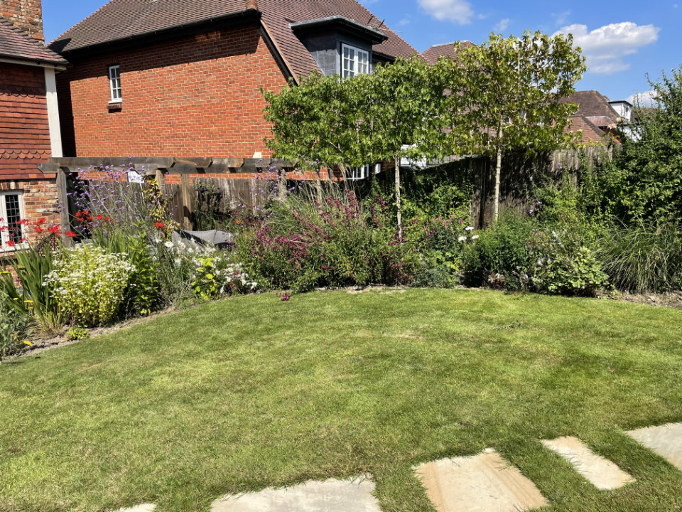 Tunbridge Wells garden pleached Liquidamber screen