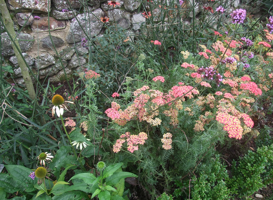 Westwell garden